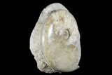 Polished, Ammonite (Euhoploceras) Fossil - Dorset, England #176351-3